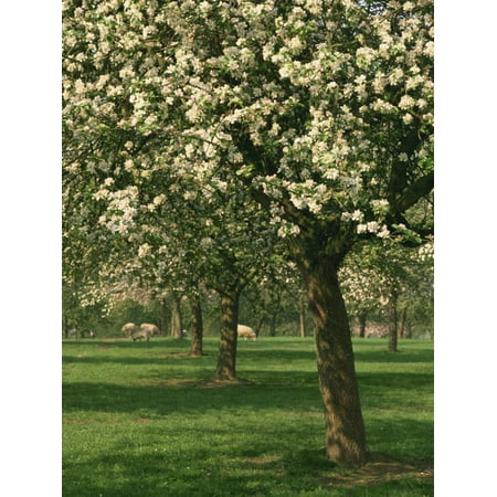 Cider Apple Trees in Blossom in Spring in an Orchard in Herefordshire, England, United Kingdom Print Wall Art By Michael