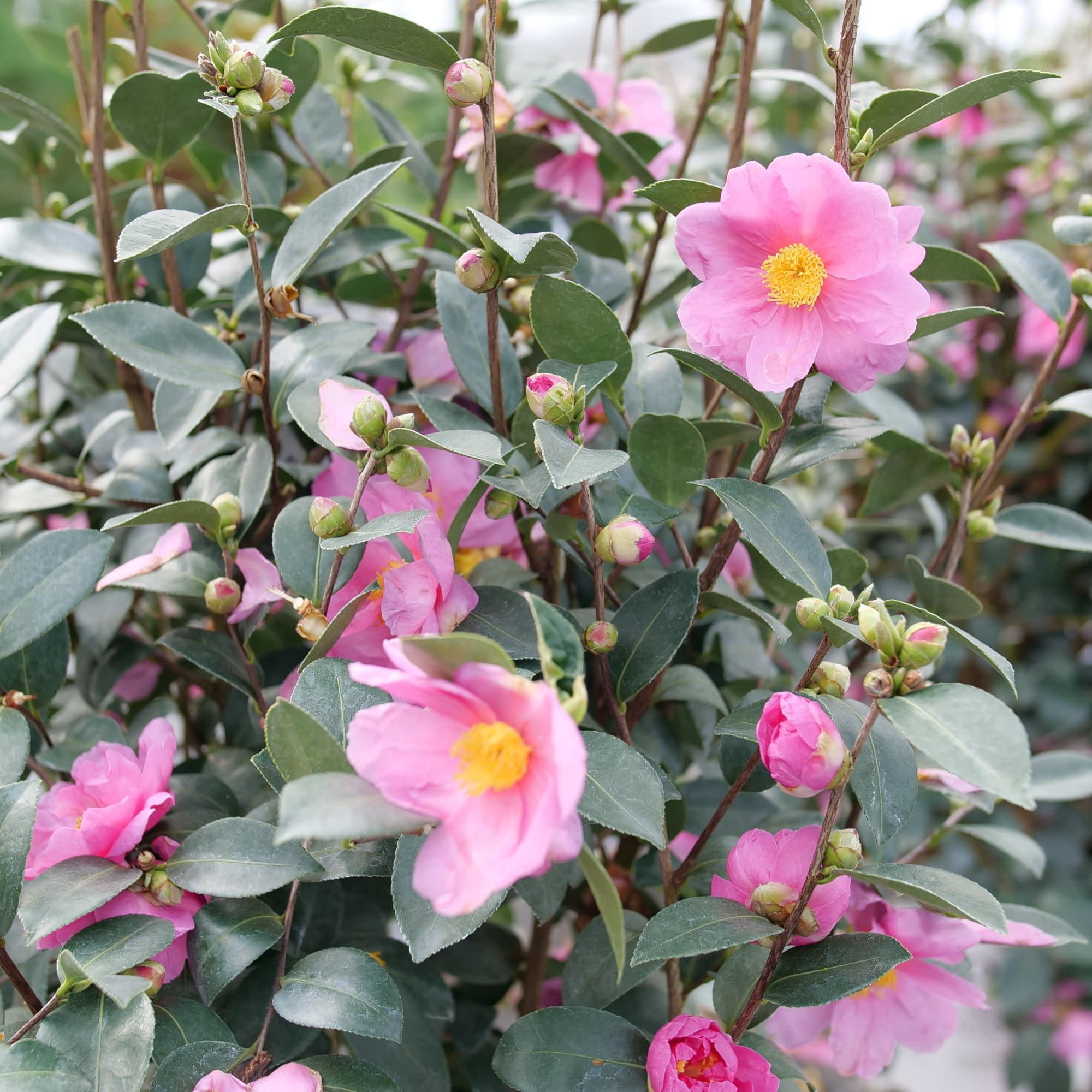 Proven Winners ColorChoice 5" Pink Just Chill Double Mauve Camellia Live Plant in 4.5" Pot (4 Count)