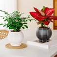 thumbnail image 4 of mdesiwst Self Watering Pot for Indoor Plants Small Plastic Flower Plant Pot with Wick Rope And Reservoir for African Violet Spider Plant Orchid, 4 of 8