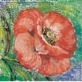 thumbnail image 2 of Schottler, Katharina 20x20 Gold Ornate Wood Framed with Double Matting Museum Art Print Titled - Poppy, 2 of 4