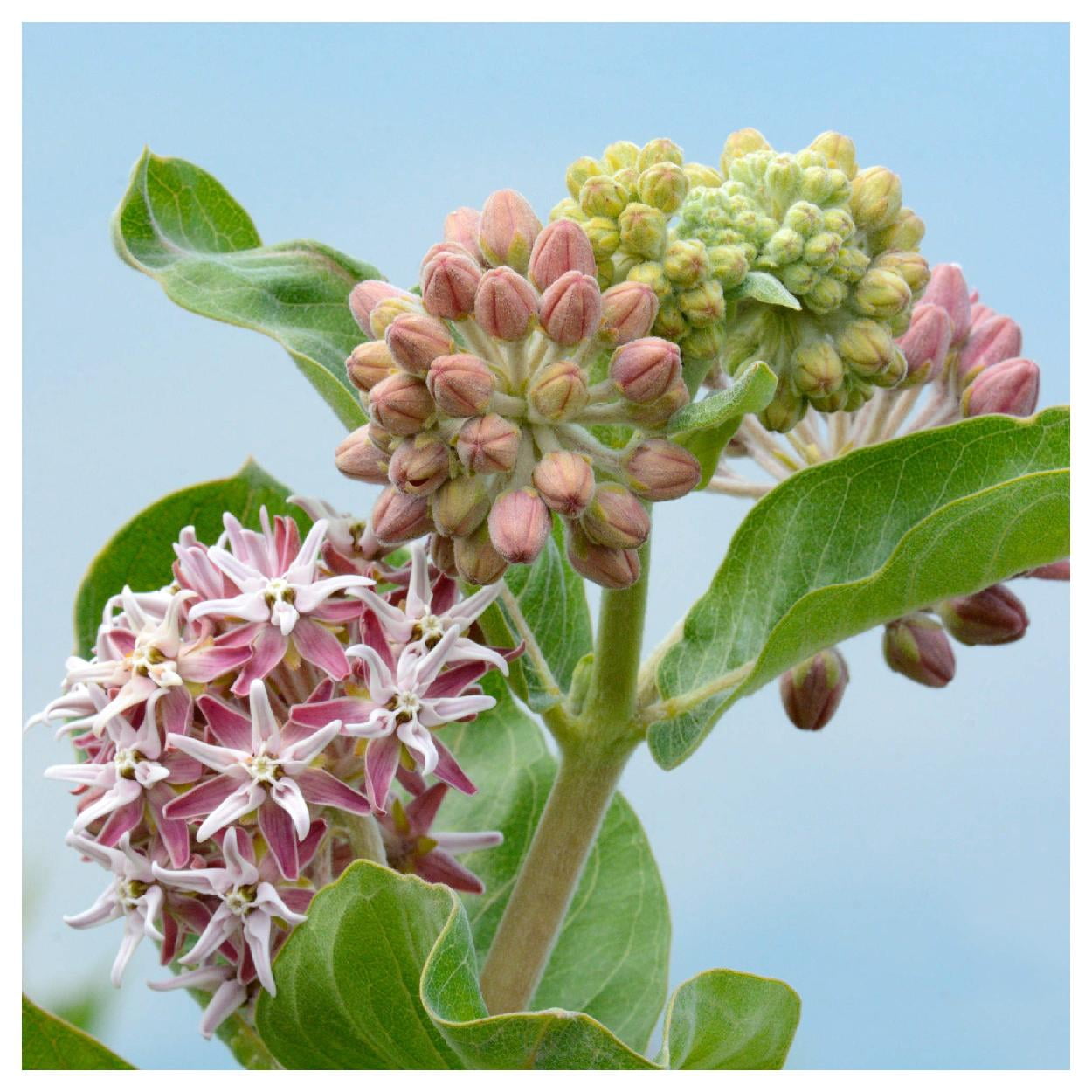 Everwilde Farms - 1 lb Showy Milkweed Native Wildflower Seeds - Gold Vault Bulk Seed Packet