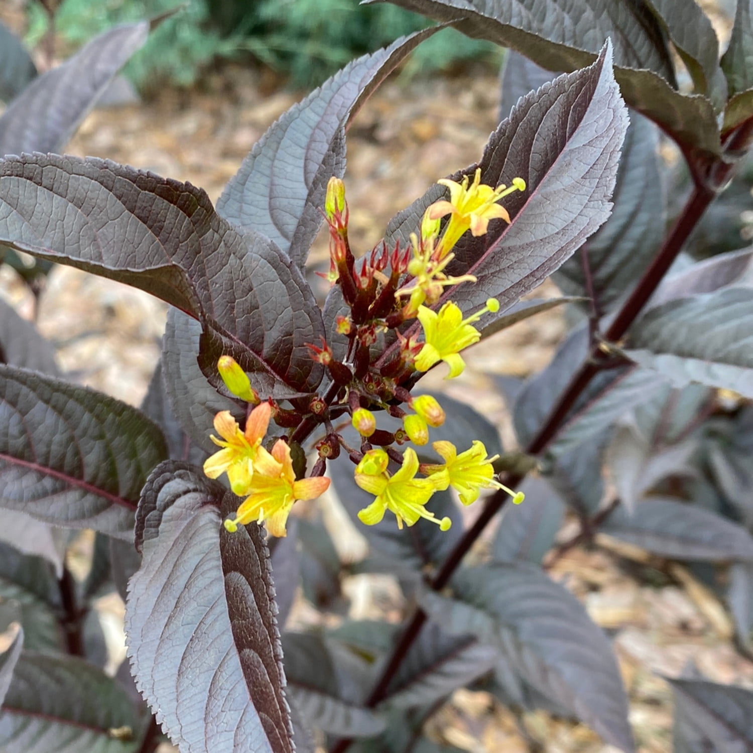 Proven Winners ColorChoice 6" Black Kodiak Jet Black Bush Honeysuckle Live Plant in 7.5" Pot