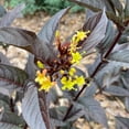 thumbnail image 4 of Proven Winners ColorChoice 5" Black Kodiak Jet Black Bush Honeysuckle Live Plant in 4.5" Pot (4 Count), 4 of 6