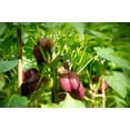 thumbnail image 4 of 100 Seeds LILAC BELL PEPPER Capsicum Annuum Sweet Mild Purple Vegetable Seeds, 4 of 10