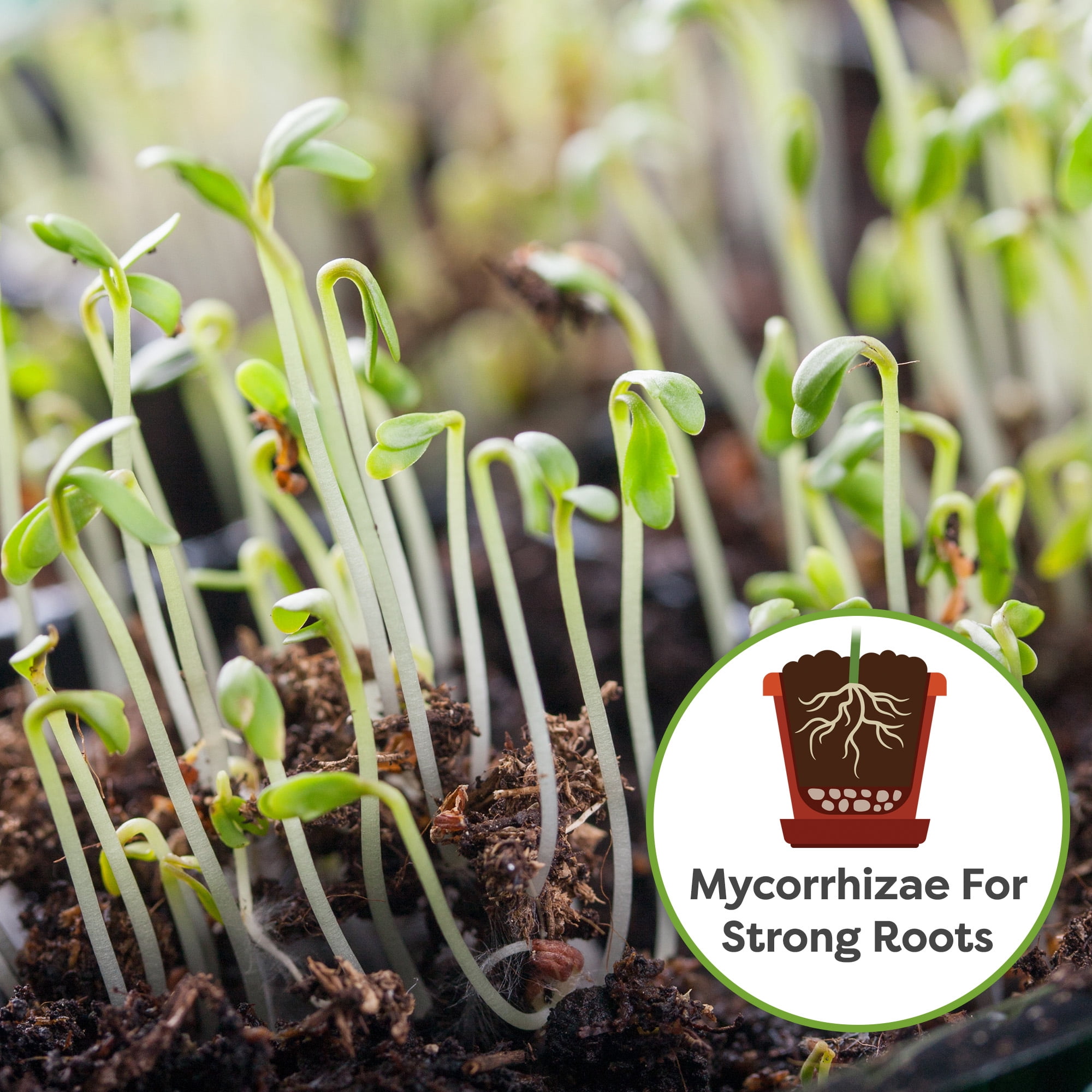Organic Seed Starter Soil Mix 8qt., Perfectly Balanced Seed Sprouting Medium, Contains Worm Castings and Mycorrhizae