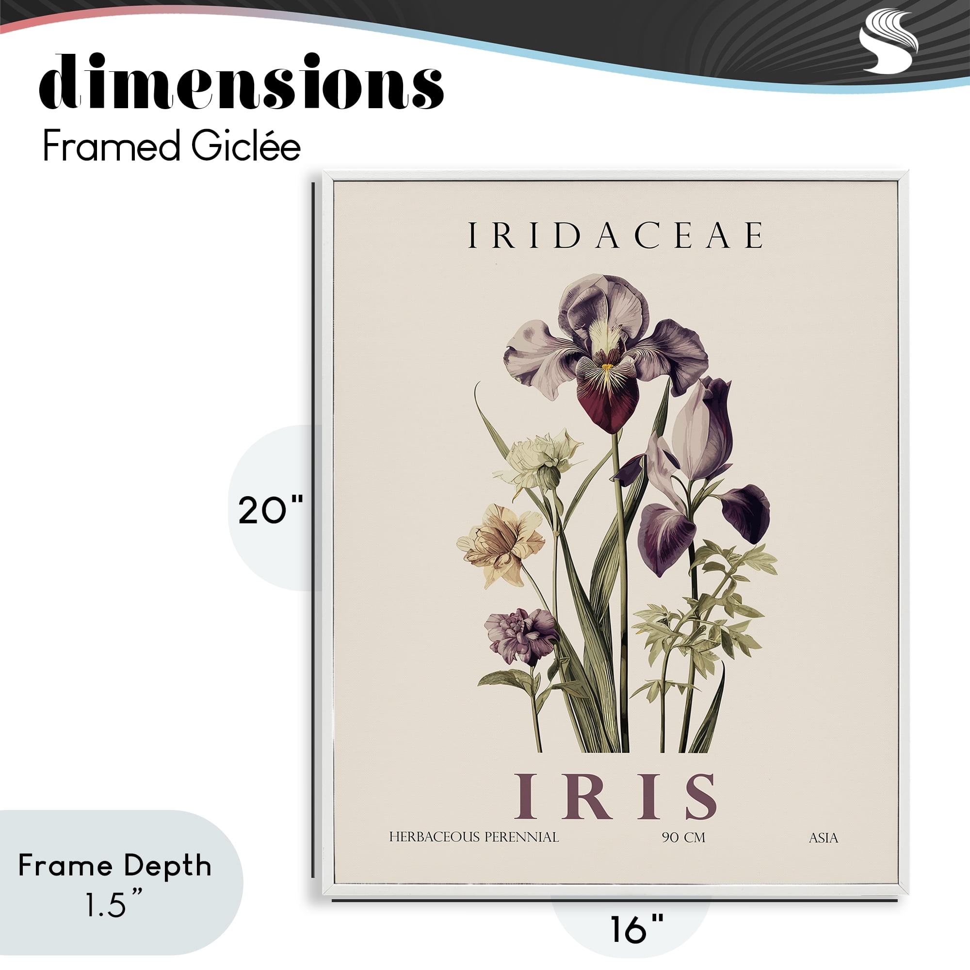 Stupell Industries Natural Iris Bundle White Framed Giclee Art, design by Christopher Giampietro