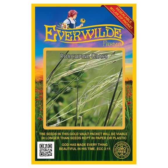 Everwilde Farms - 30 Untrimmed Porcupine Grass Native Grass Seeds - Gold Vault Seed Packet