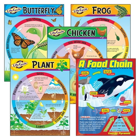 Cycle Combo Pack - Learning Charts - Combo Packs, Life Cycles (T-38934), Display together or separately to enhance curriculum and grab attention By Trend Enterprises
