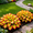 B, variant on Hardy Perennial - Rainbow Hosta Roots - Easy Grow - Perfect for Garden Borders & Landscapes, Plant Hangers