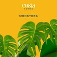 thumbnail image 4 of Costa Farms 24-38" Tall Monstera Deliciosa, Bright Indirect Sunlight, Indoor Live House Plants, 4 of 9