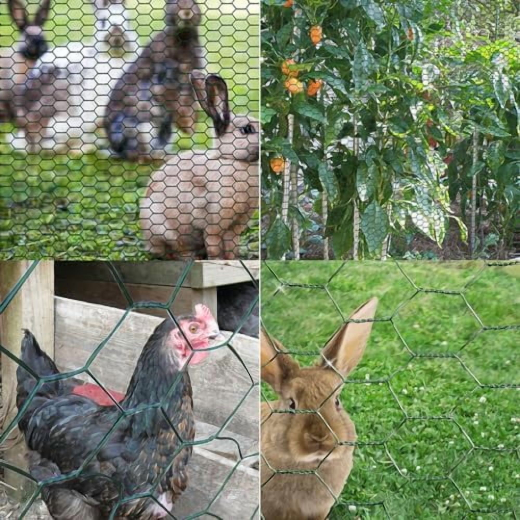 Garden Poultry Green Chicken Wire PVC Coated Hexagonal Wire Mesh Roll Animal Fence 3m x 400mm Garden Netting Fencing for Pet Rabbit Chicken with Gloves & 50Pcs Cable Ties