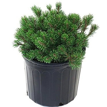 Slowmound Mugo Pine