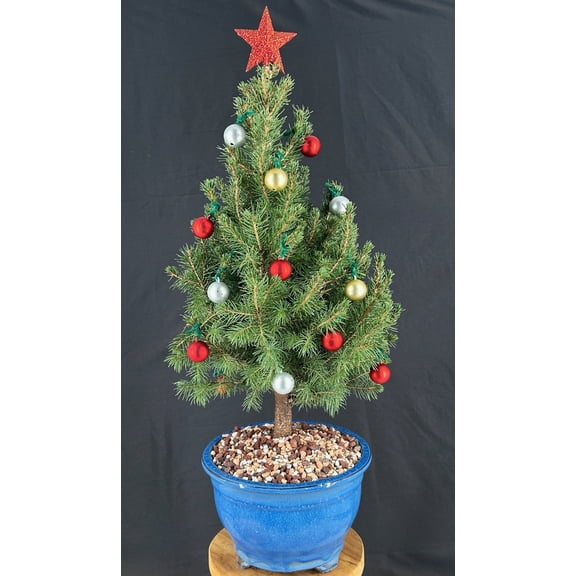 Dwarf Alberta Spruce Bonsai Tree with Holiday Decorations – Outdoor Evergreen Conifer, 14-Year-Old, 24" Tall