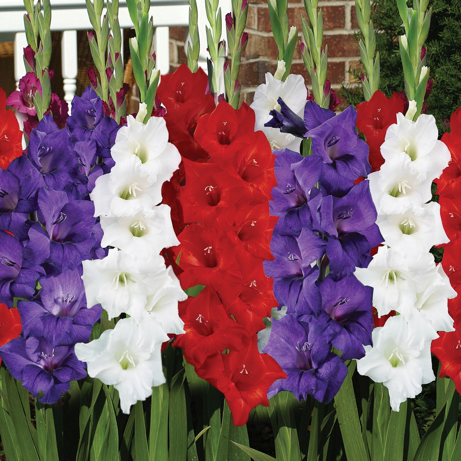 Expert Gardener Gladiolus Patriotic Mix Plant Bulbs, Red White & Blue, Set of 16, Partial Sun