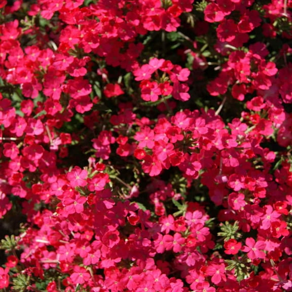 Outsidepride Verbena Rose - 2000 Seeds