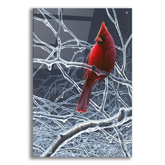 Epic Art 'Fire and Ice - Cardinal' by Mark Mueller Wildlife Art, Acrylic Glass Wall Art, 24"x36"