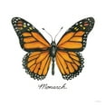 thumbnail image 2 of Jacobs, Cindy 12x12 Black Ornate Wood Framed with Double Matting Museum Art Print Titled - Monarch, 2 of 4