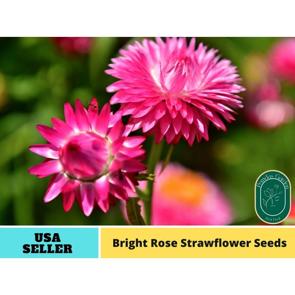 100 Seeds| Bright Rose Strawflower seeds - Authentic Seeds - Perennial~non GMO~~Flower seeds ~ Asian Garden~ Herbs B5G1 Free#k002