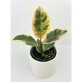 thumbnail image 3 of Ficus Elastica Tineke Variegated Rubber Plant - Live Air-Purifying Indoor Plant in Nursery Pot – Easy Care, Low Maintenance Houseplant for Home & Office Decor, Natural Air Cleaner, Best for Beginners, 3 of 9