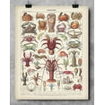 thumbnail image 6 of French Crustaceans Art Print - 11x14 Unframed Art Print - Great Beach House Wall Decor, 6 of 6