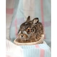 thumbnail image 2 of Soderman, Tania 20x24 White Modern Wood Framed Museum Art Print Titled - Baby Rabbit IV, 2 of 4