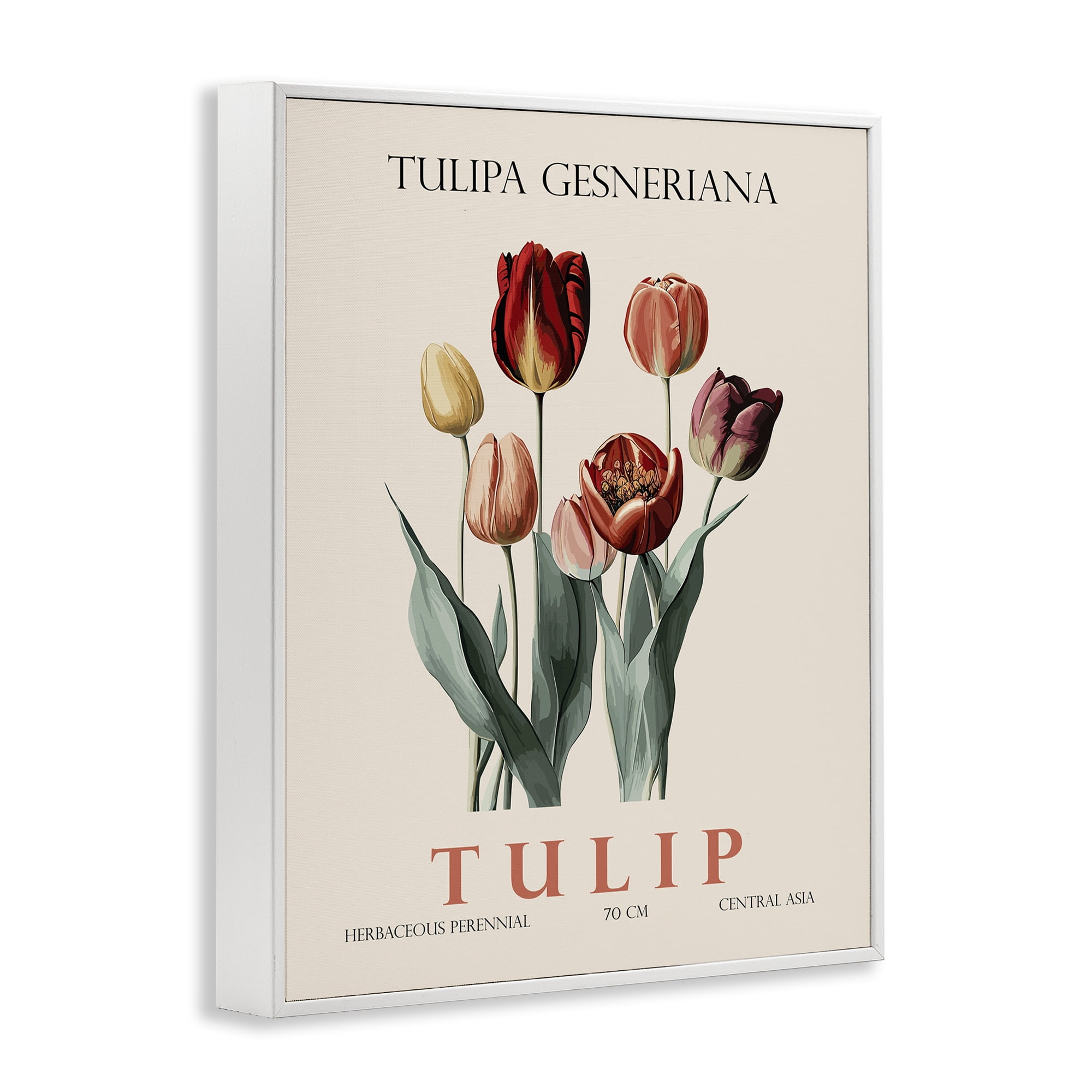 Stupell Industries Natural Tulip Bundle White Framed Giclee Art, design by Christopher Giampietro