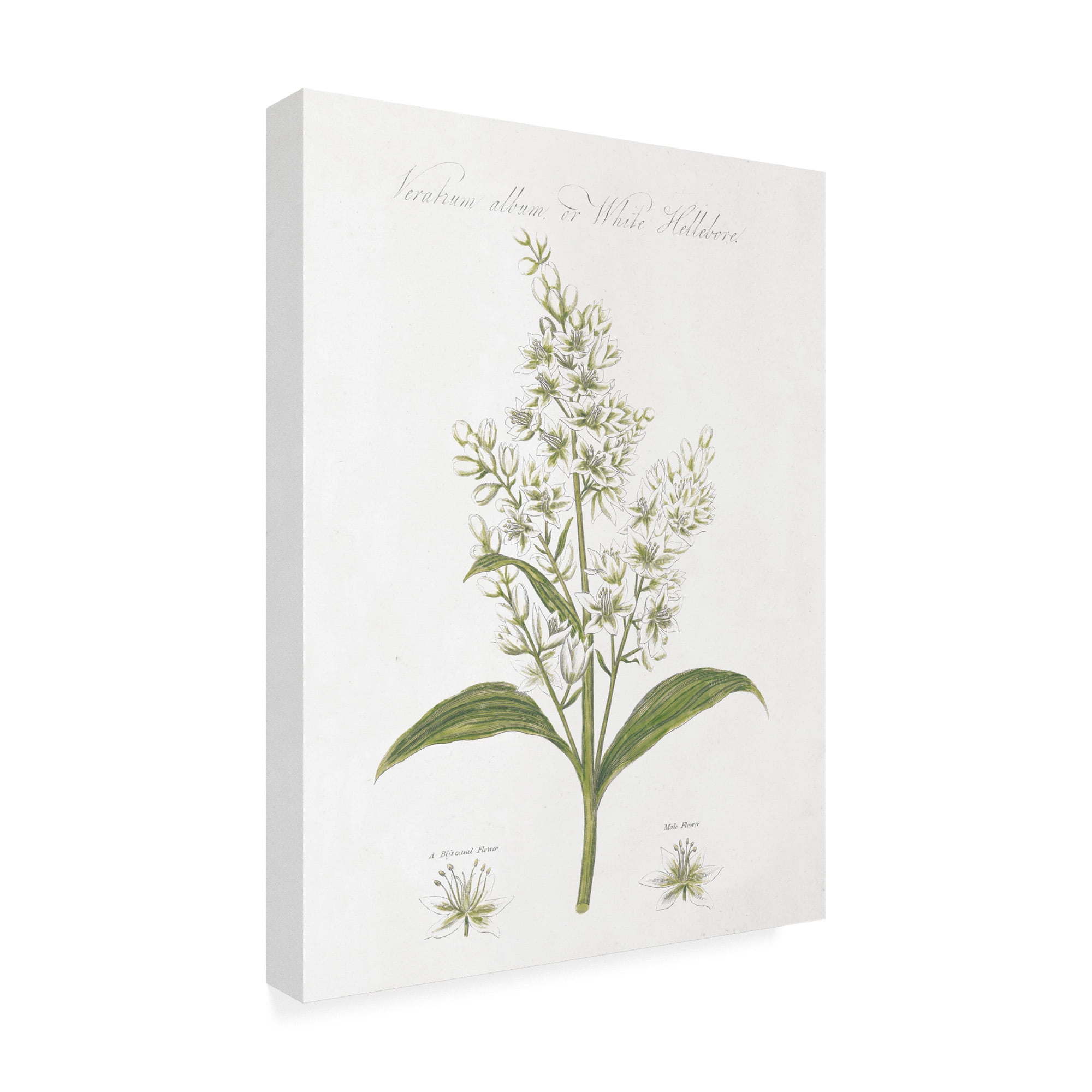 Trademark Fine Art 'Botany Book XI White Green' Canvas Art by Wild Apple Portfolio