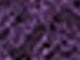 Purple Pennant