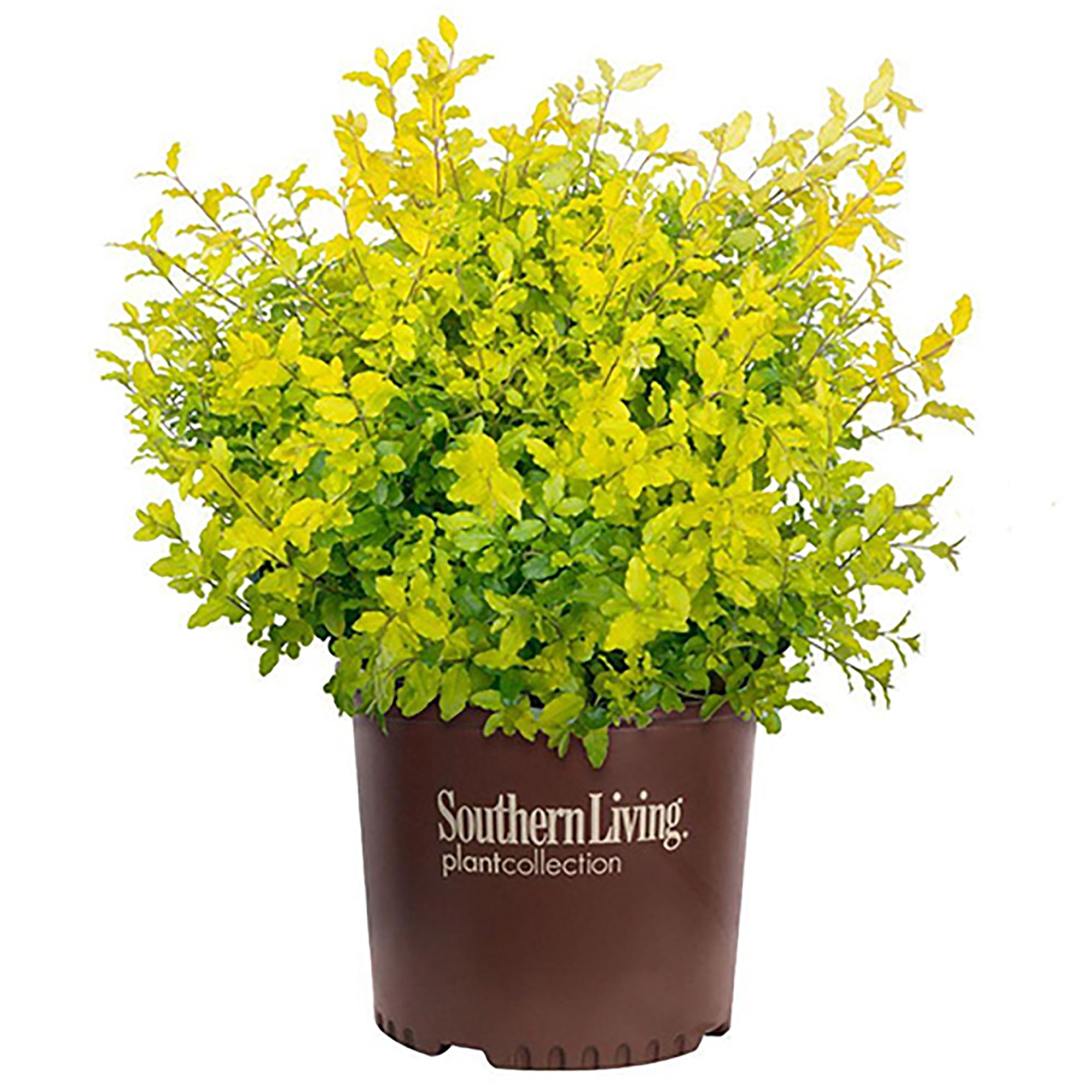 Southern Living Plant Collection Sunshine Ligustrum Privet