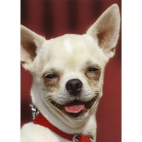 Designer Greetings Dog with Devious Smile Funny / Humorous Birthday Card