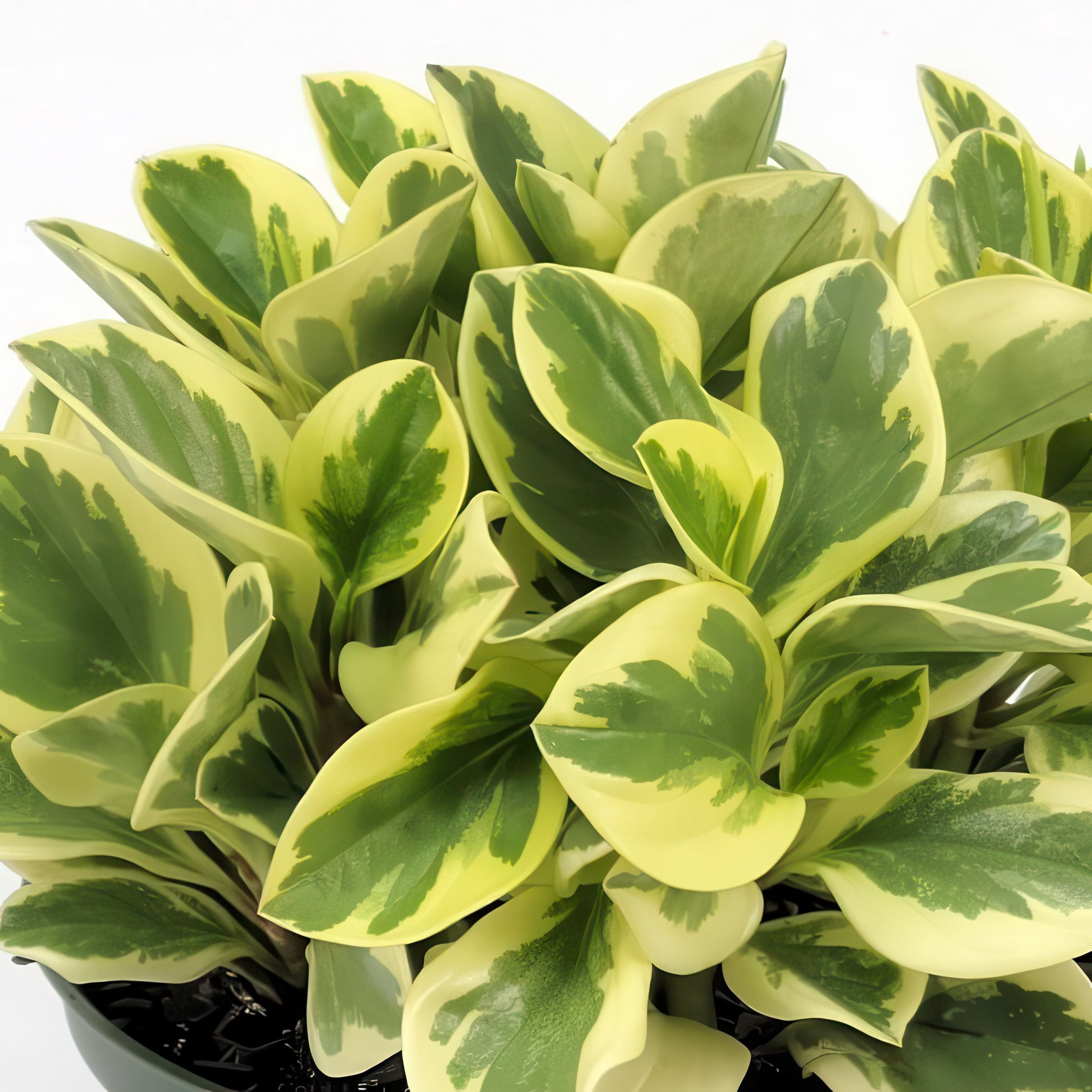 6 in. Peperomia Citrus Twist Plant in Grower Container