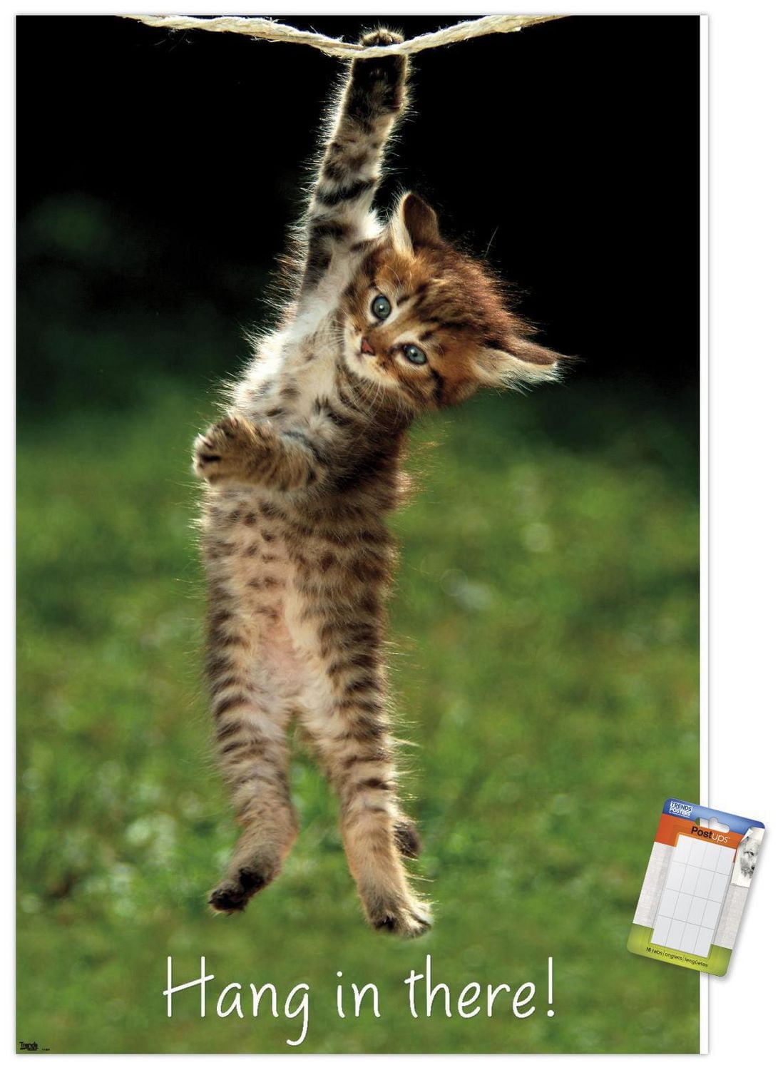 Célèbre chaton accroché là-bas Poster