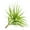 Latifolia, variant on ragnaroc Live Air Plants – Tillandsia Novakii, Jumbo 6-8” – 1ct – Live Arrival Guaranteed – House Plants for Home Décor & Gift
