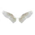 thumbnail image 2 of White Wings Plumage Wall Decal Wallmonkeys Peel and Stick Graphics (18 in W x 10 in H) WM502666, 2 of 4