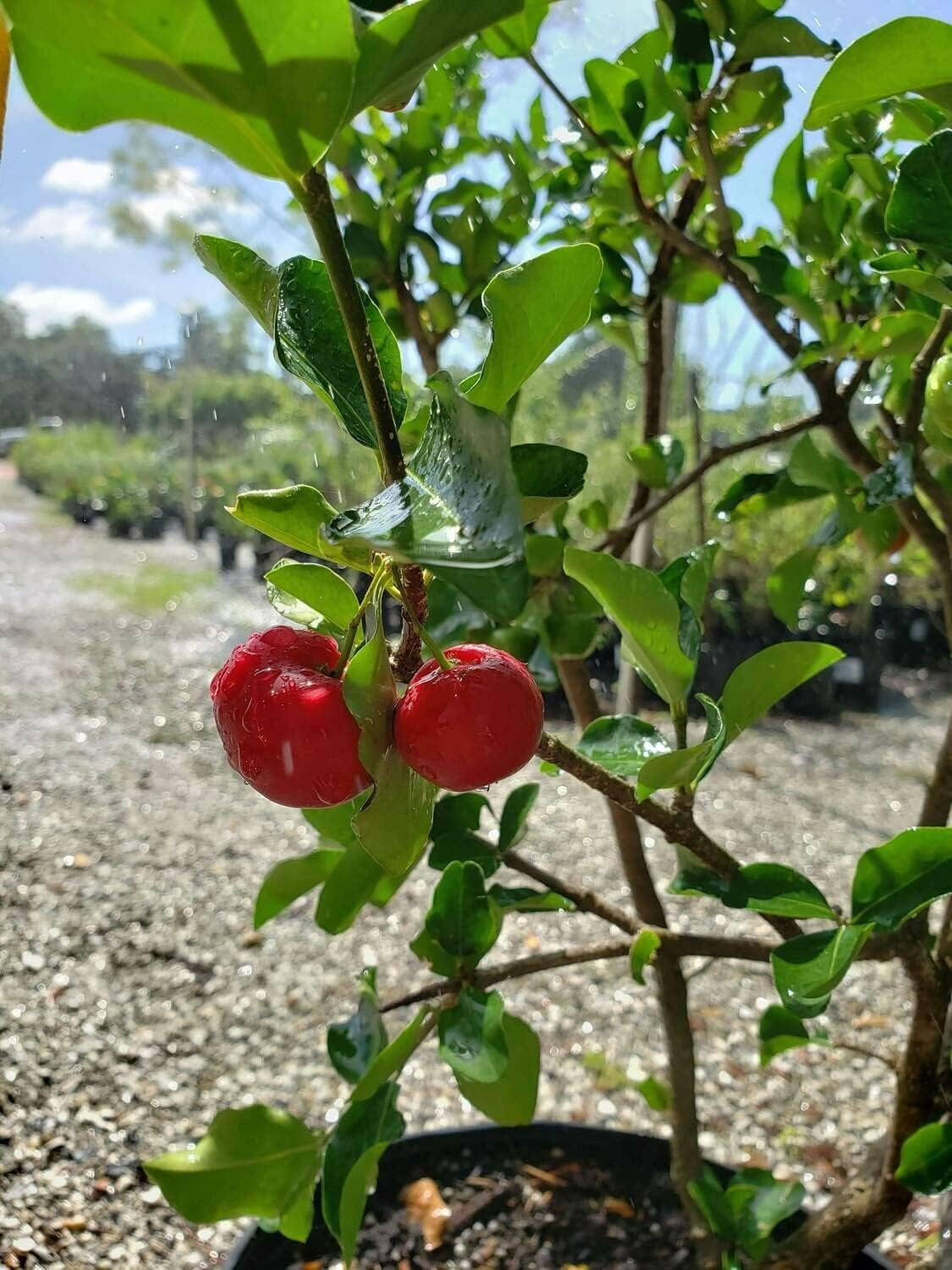 Barbados Cherry Tree - Live Plant in a 6 Inch Grower's Pot - Malpighia Emarginata - Edible Fruit Bearing Tree for The Patio and Garden