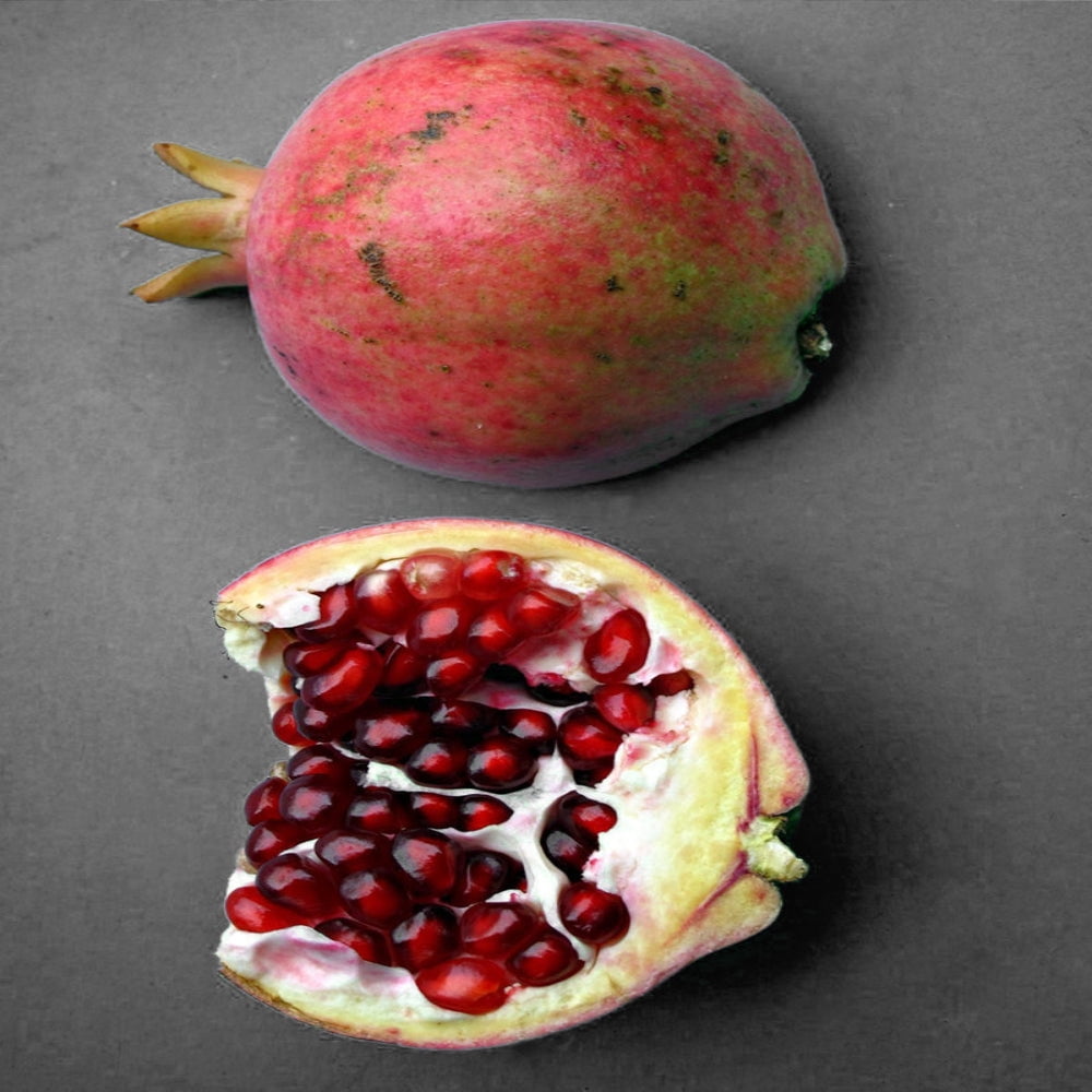 Expert Gardener 1-1.5 ft tall Wonderful Pomegranate Live Tree in 1-Gallon Grower Pot