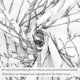 thumbnail image 4 of Cortina de ventana con cenefa DriftAway, diseño de rama de árbol, opaca, 132 x 36 cm, 4 of 9