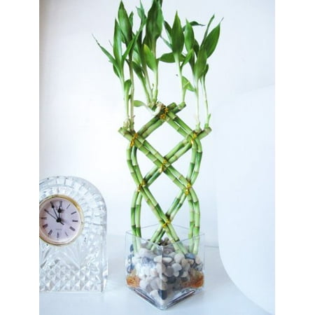 9GreenBox - Live 8 Braided Lucky Bamboo Plant Arrangement w/ Pebble &