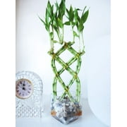 9GreenBox - Live 8 Braided Lucky Bamboo Plant Arrangement w/ Pebble & Vase