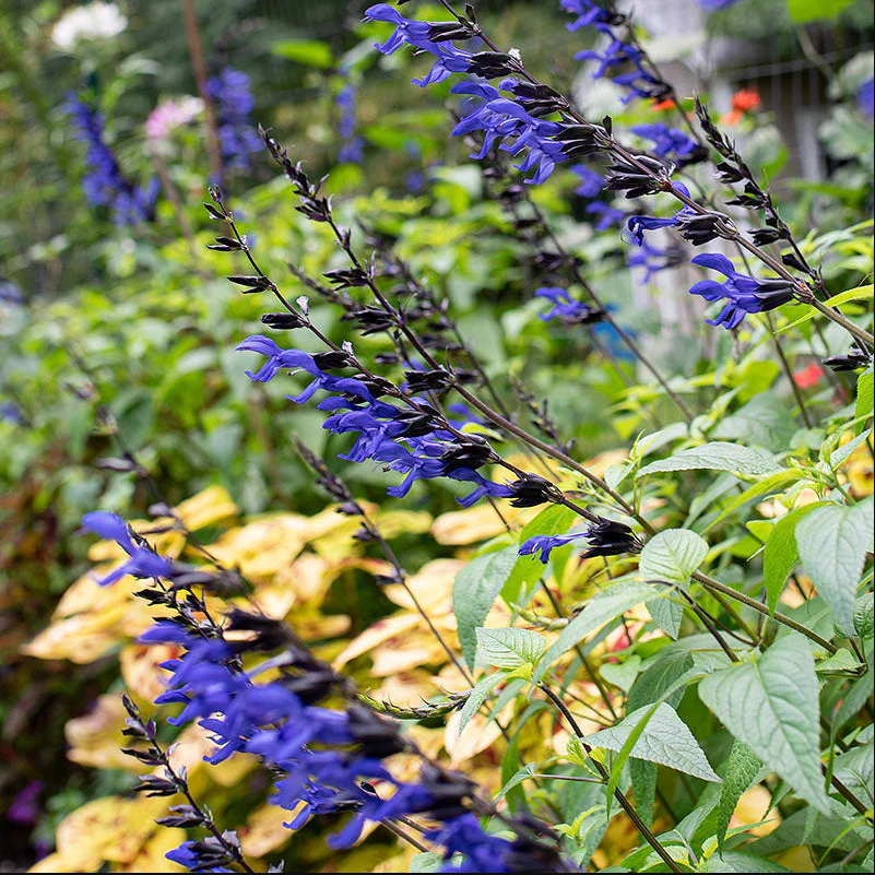 Pack of 3 Black and Blue Salvia Live Starter Plants, Tender Perennial Herb Attract Hummingbirds Plant, 3 to 6 Inch Tall, No Ship Pot