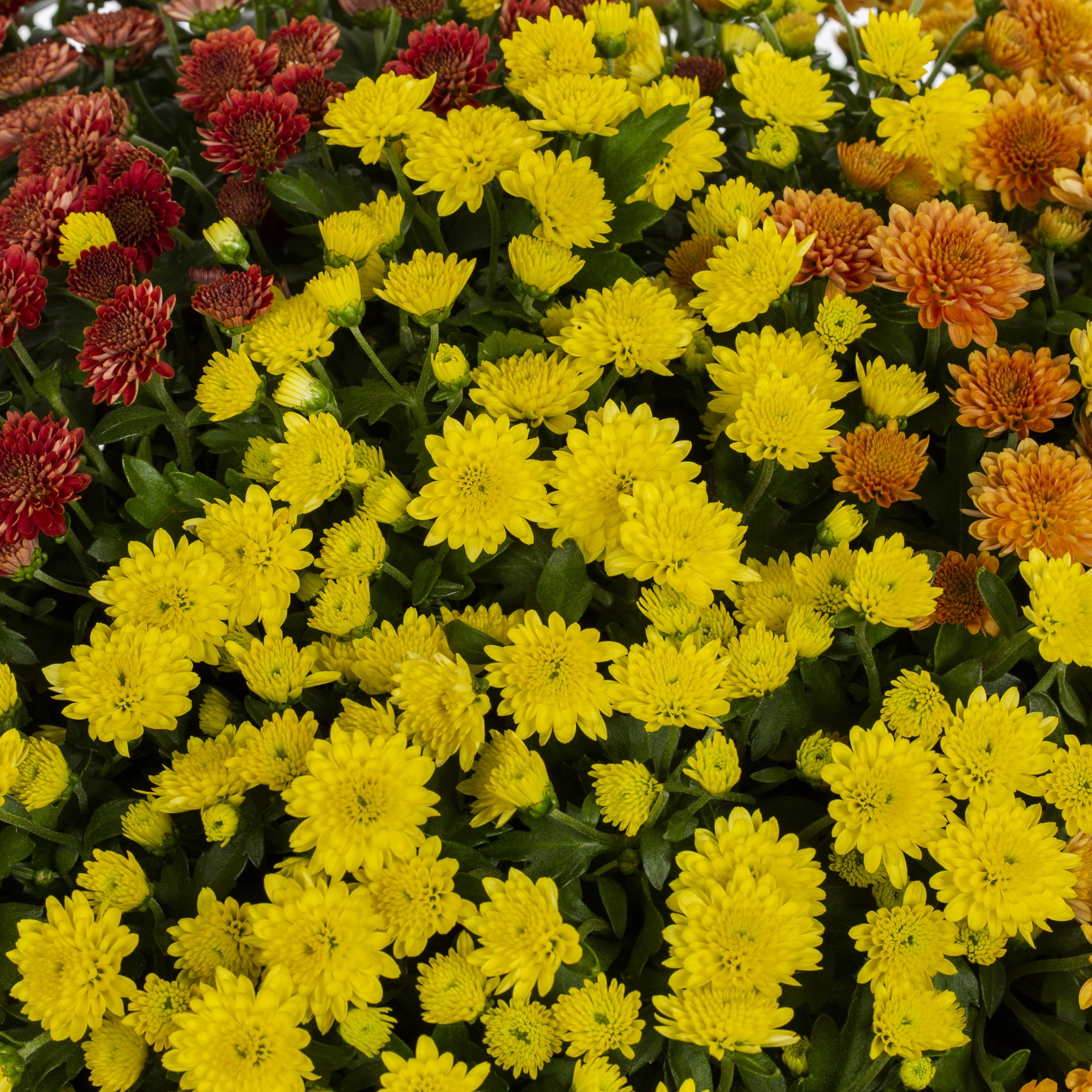 Better Homes & Gardens 14" Orange Red Yellow Garden Mum Mixed Live Plant in Decorative Planter