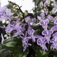 thumbnail image 2 of Better Homes & Gardens 1PT Plectranthus Live Annual Plant Partial Shade 6-Pack, 2 of 6