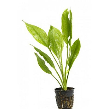 Potted Amazon Sword Plant - Beginner Tropical Live Aquarium Freshwater (Best Freshwater Tropical Fish)