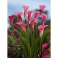 thumbnail image 2 of Garnet Glow Calla Lily Bulb - 1 Bulb - 14/16 cm - Bright Hot Pink Blooms, 2 of 4