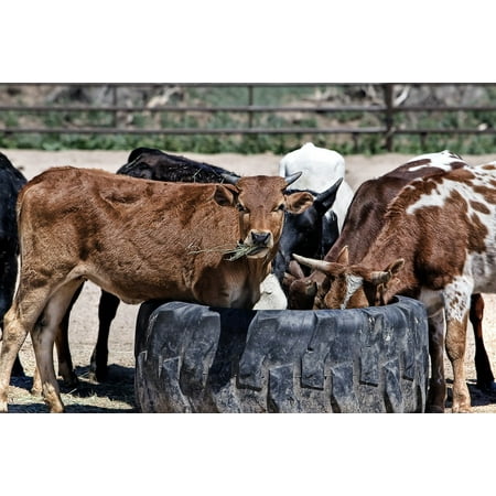 Canvas Print Cow Farm Rural Cattle Beef Livestock Animal Stretched Canvas 10 x
