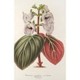 thumbnail image 2 of Charles Antoine Lemaire 17x24 Gold Ornate Framed and Double Matted Museum Art Print Titled - Gloxinia Maculata Var. Conspicuous (1854-1896), 2 of 4