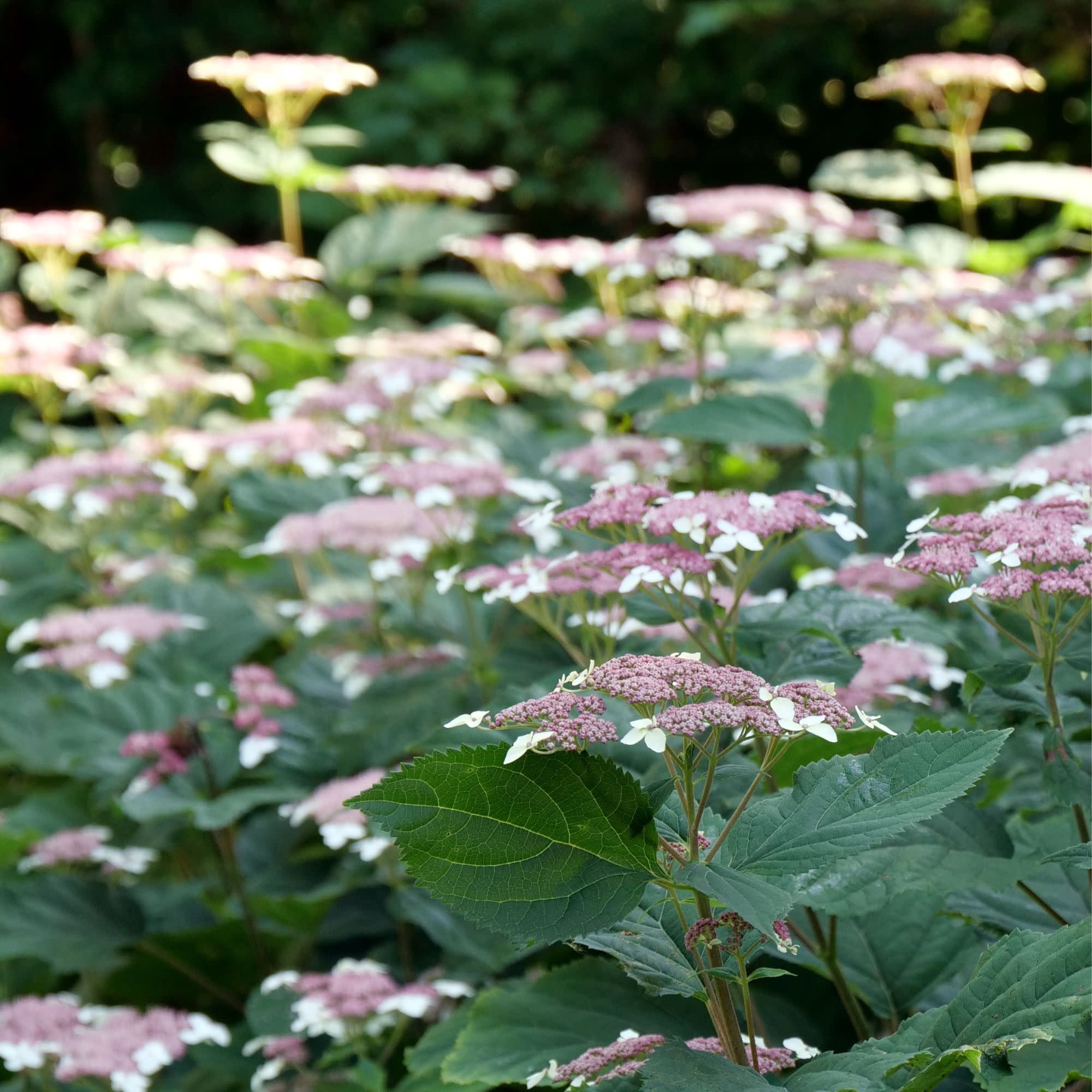 Proven Winners ColorChoice 5" Purple Invincibelle Lace Smooth Hydrangea Live Plant in 4.5" Pot (4 Count)