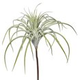 thumbnail image 1 of Vickerman Vickerman 20.5" Choix Tillandsia Vert Artificiel, 1 of 3