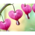 thumbnail image 4 of 10 BLEEDING HEART - PINK Old Fashioned Dicentra Formosa Shade Flower Seeds, 4 of 9