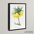 thumbnail image 2 of Yellow Crown Imperial Flower Redoute Vintage Black Framed Canvas Wall Art 12X16", 2 of 4